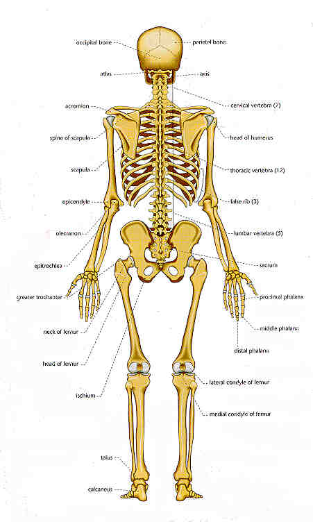 Chart of Human Bones: Rear View